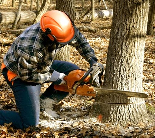 Tree Removal in Bethany, LA